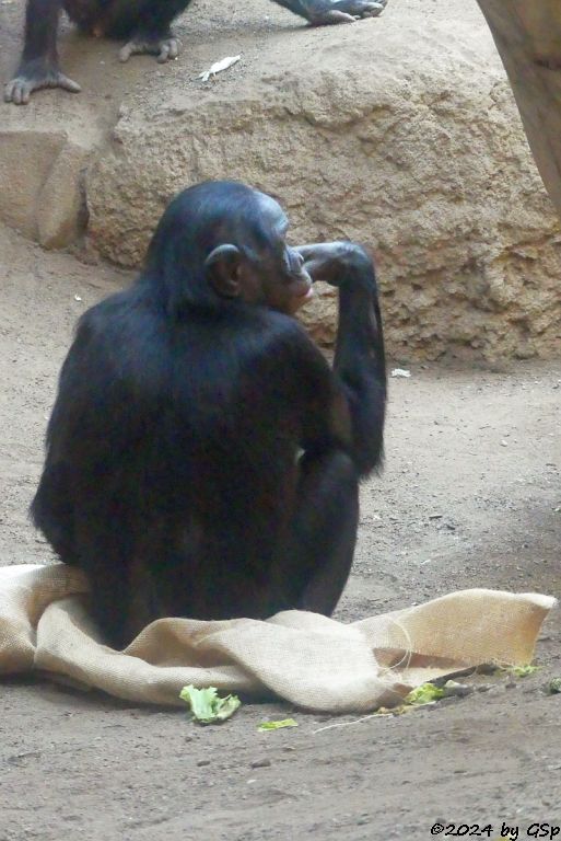 Bonobo (Zwergschimpanse)
