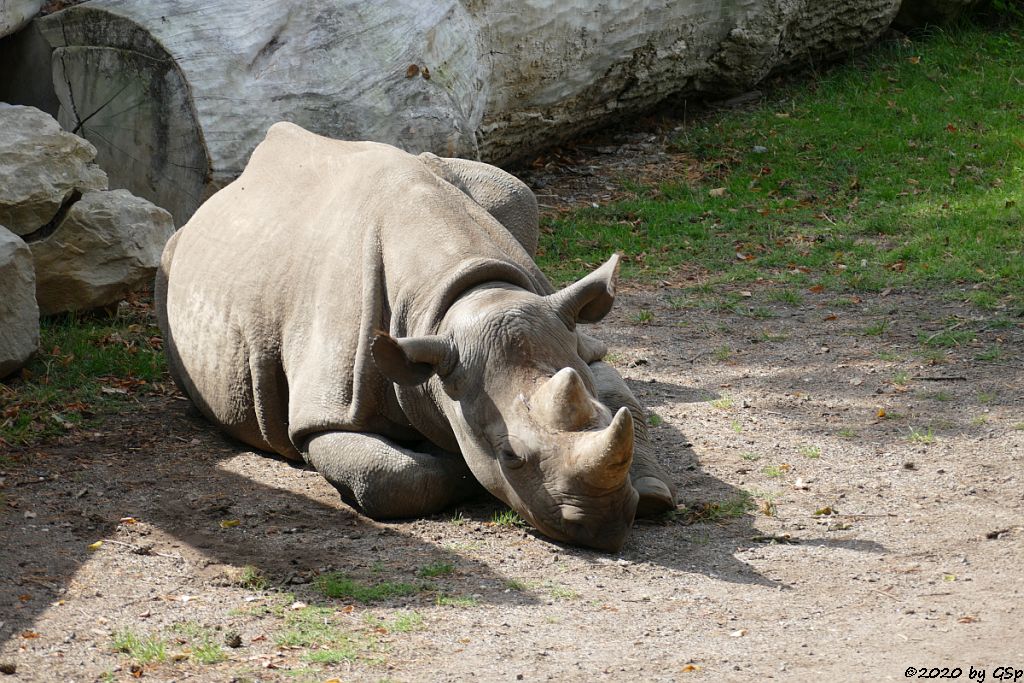 Ostafrikanisches Spitzmaulnashorn (Östliches Spitzmaulnashorn)