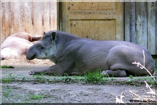 Flachlandtapir.