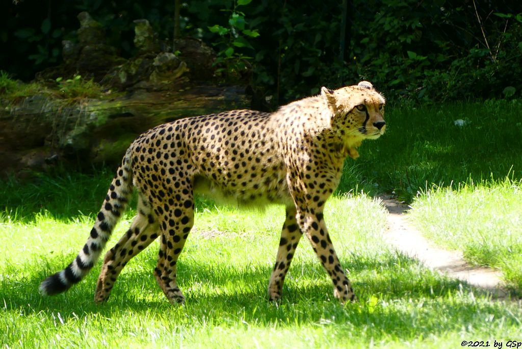 Südafrikanischer Gepard