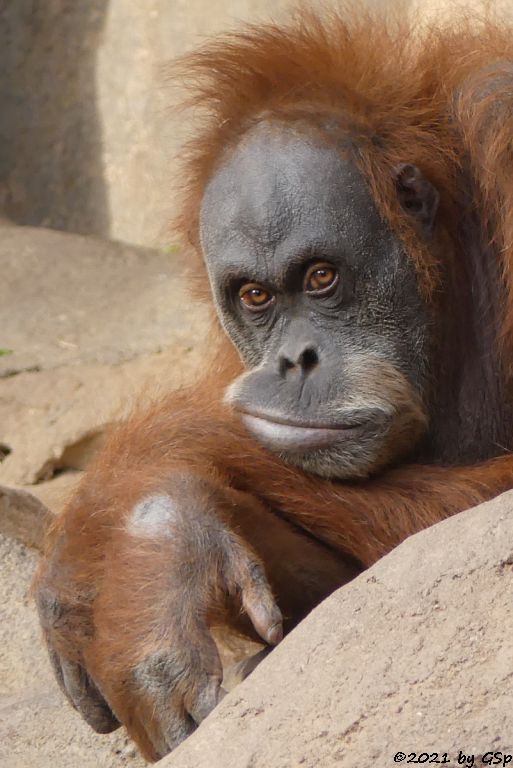 Sumatra-Orang-Utan DOKANA