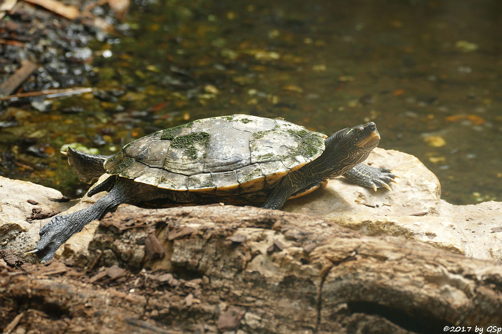 Buchstaben-Schmuckschildkröte