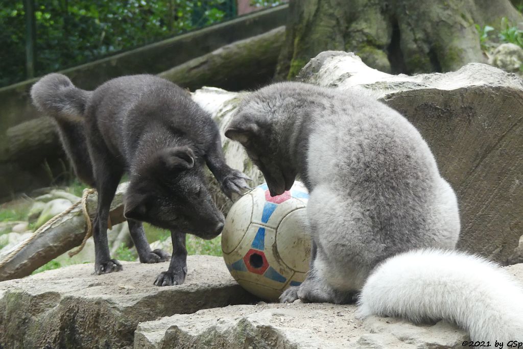 Polarfuchs (Eisfuchs, Blaufuchs)