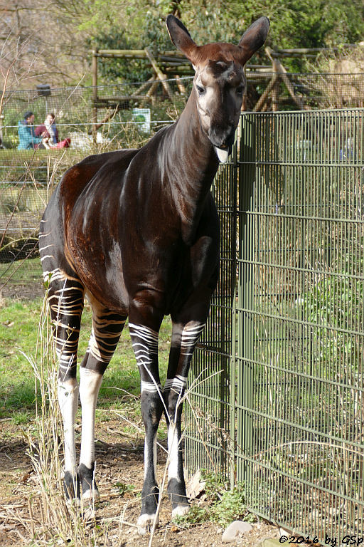 Okapi