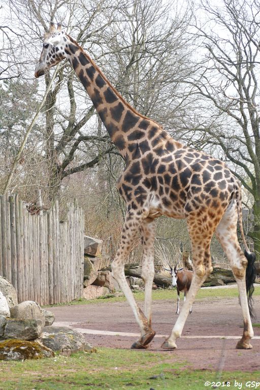 Rothschildgiraffe (Uganda-Giraffe, Baringo-Giraffe), Blessbock