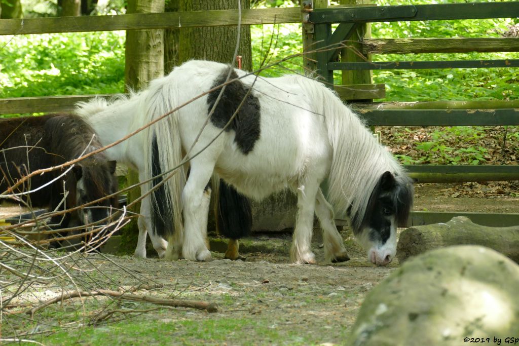 Shetlandpony