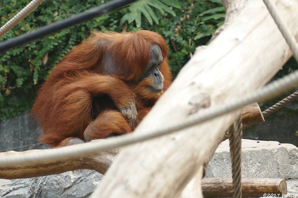 Sumatra-Orang-Utan