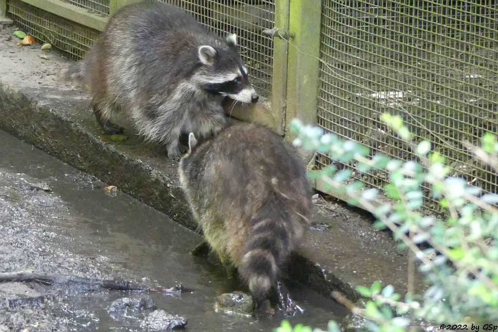 Nordamerikanischer Waschbär