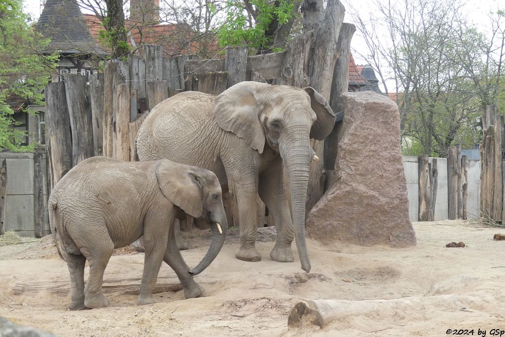 Elefanten Zoo Halle: TAMIKA, PORI