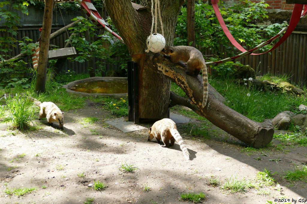 Roter Nasenbär (Gewöhnlicher Nasenbär, Südamerikanischer Nasenbär)