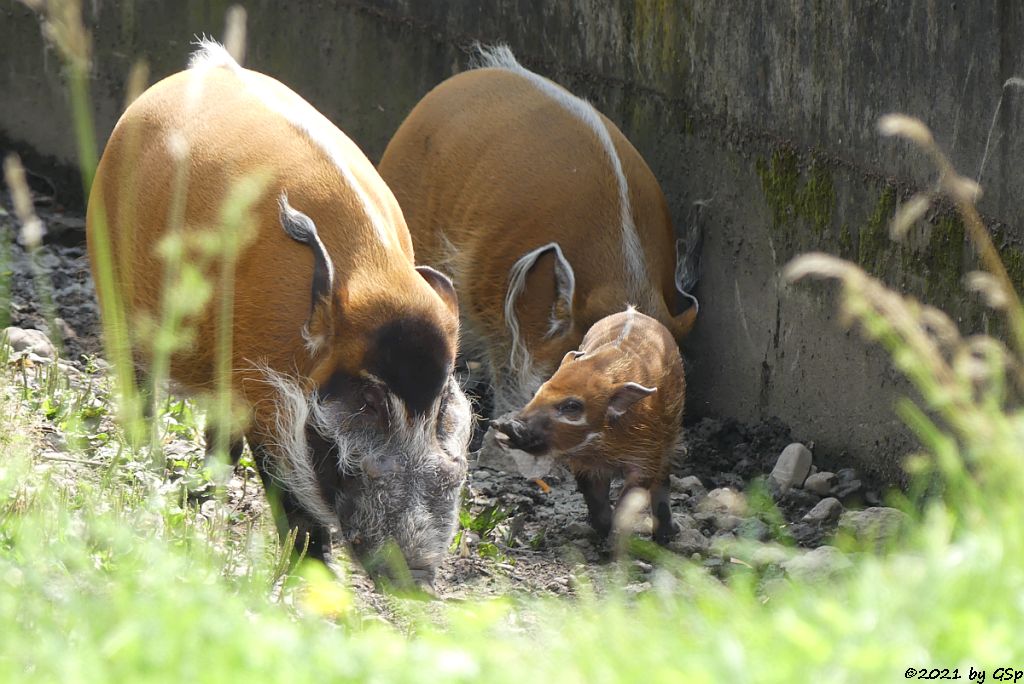 Pinselohrschwein (Rotes Flussschwein), Jungtier geb. Anf. Juni 2021