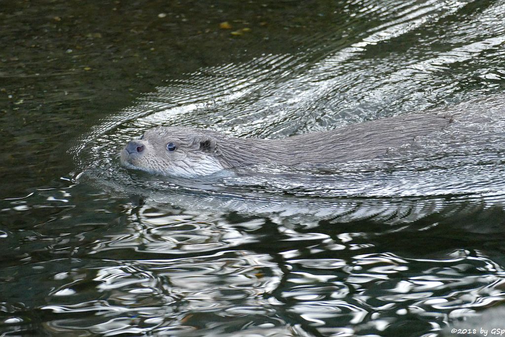 Eurasischer Fischotter