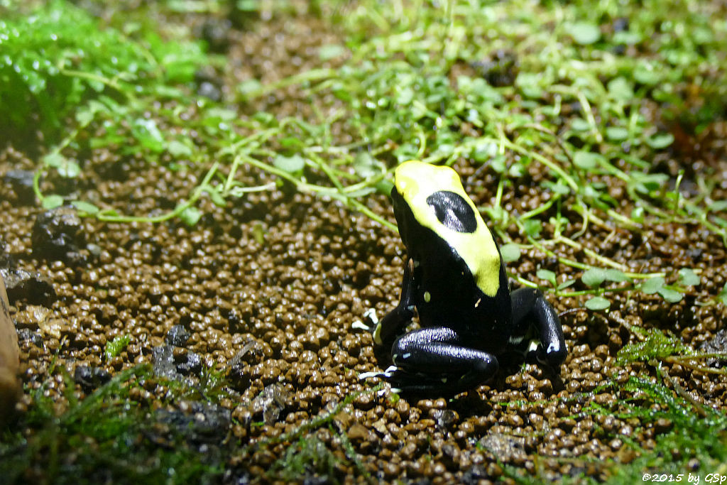 Färberfrosch