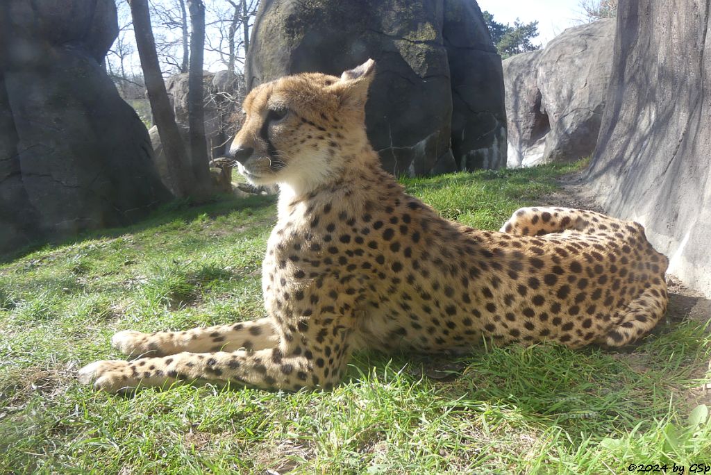 Südafrikanischer Gepard