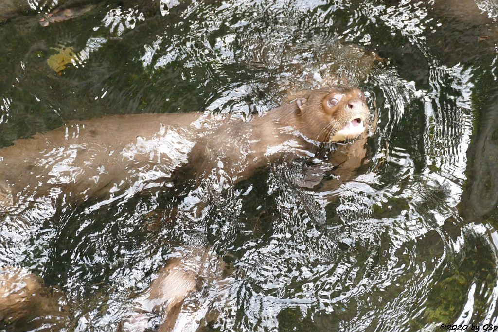 Riesenotter, 3 Jungtiere geb. 20.5.20