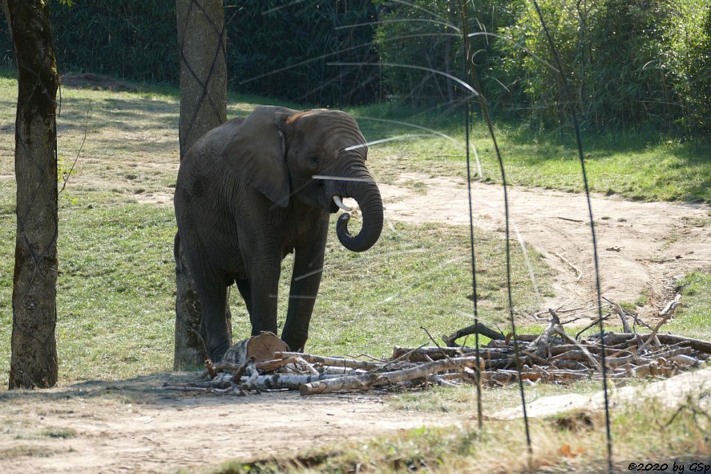 KARIBA