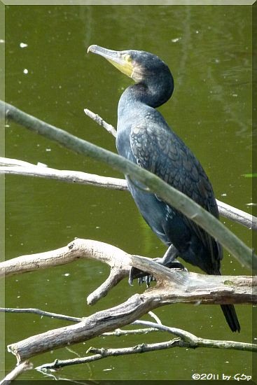 Kormoran