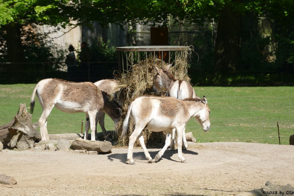 Kulan (Turkmenischer Halbesel)