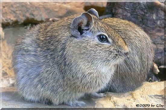 Münstersches Wieselmeerschweinchen