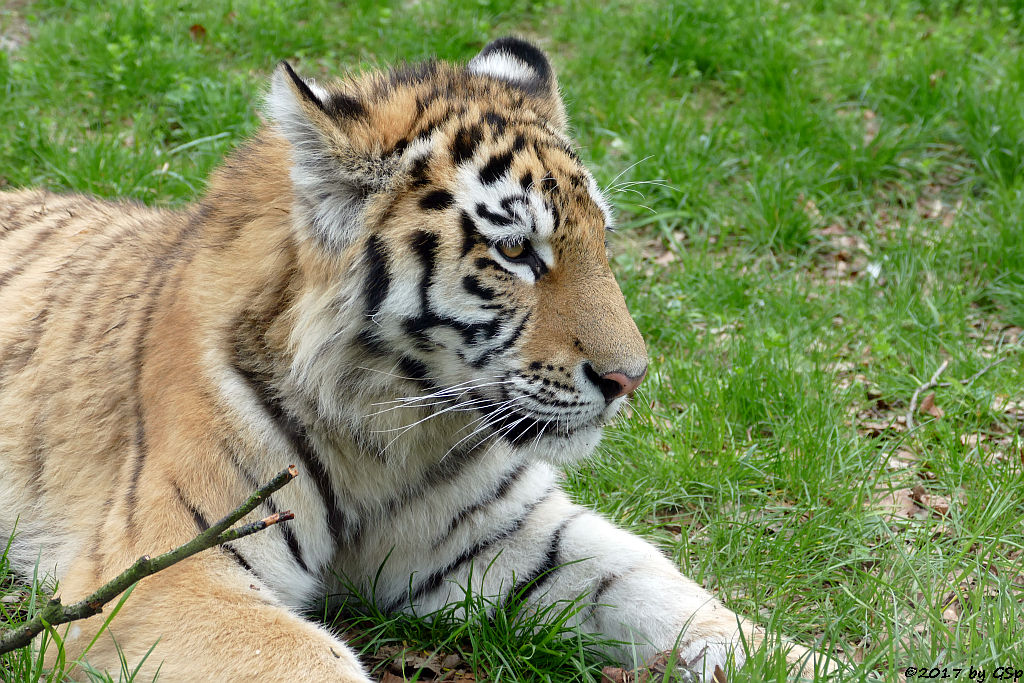 Amurtiger (Sibirischer Tiger, Mandschu-Tiger)