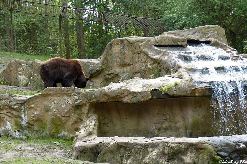 Kodiakbär