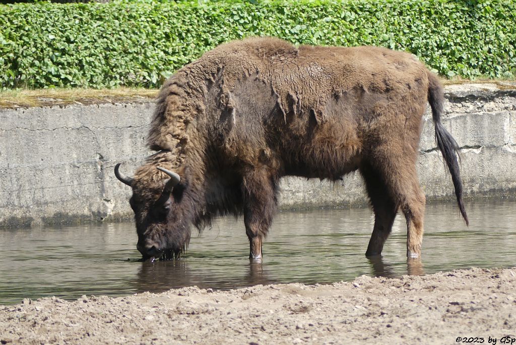 Wisent