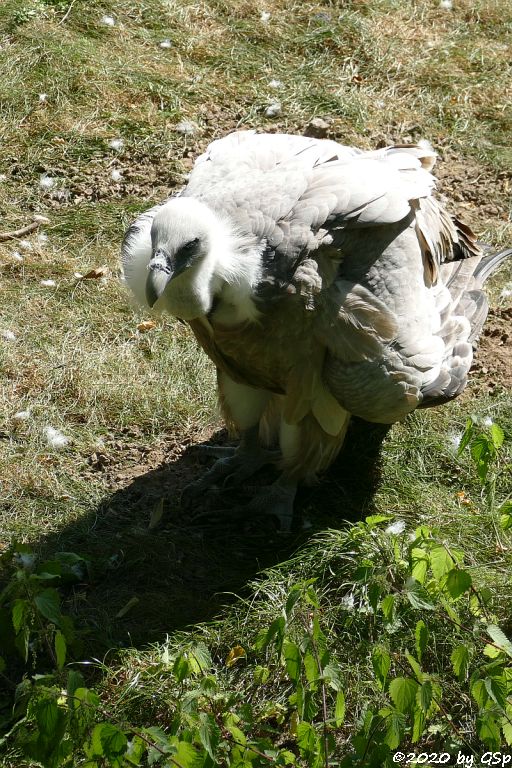 Westlicher Gänsegeier