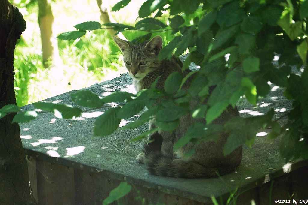 Europäische Wildkatze