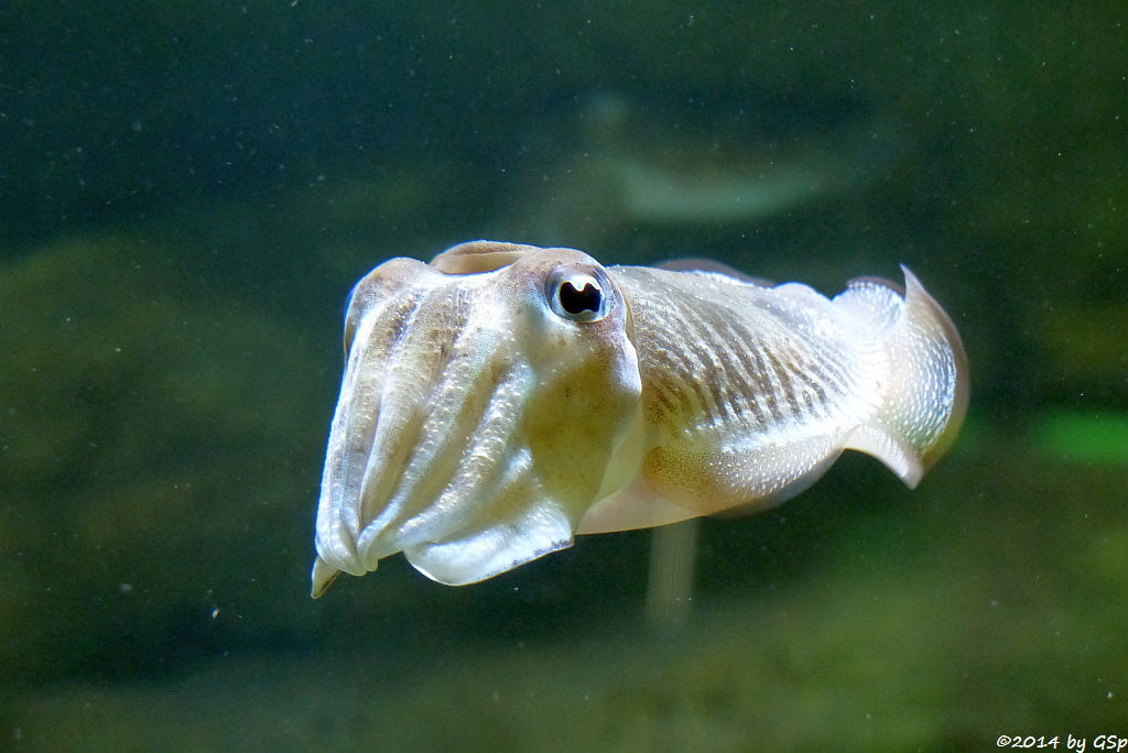 Sepia (Gewöhnlicher Tintenfisch)