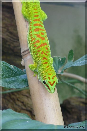 Madagaskar-Taggecko