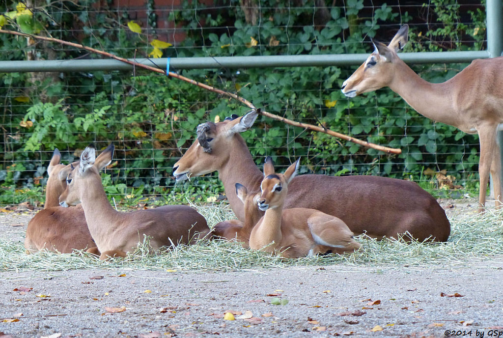 Impala