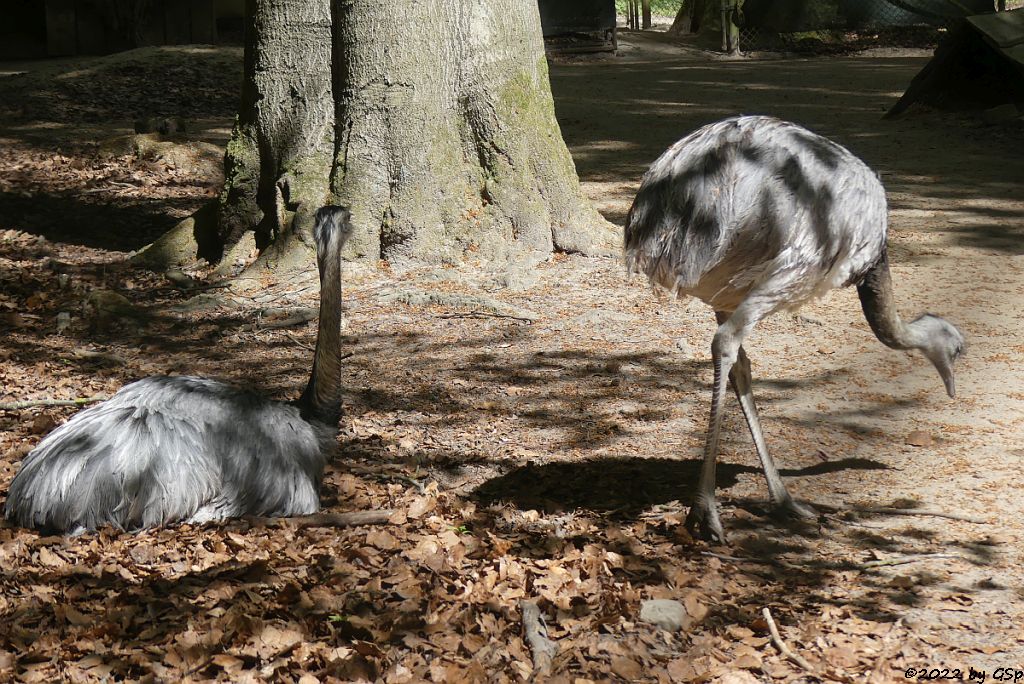 Nandu (Gewöhnlicher Nandu)