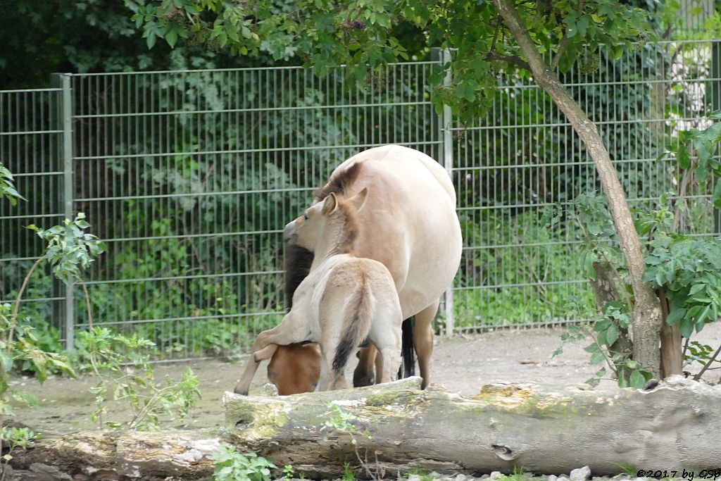 Przewalskipferd (Przewalski-Urwildpferd, Asiatisches Wildpferd), Jungtier geb. am 3.7.17 (3 1/2 Wochen)