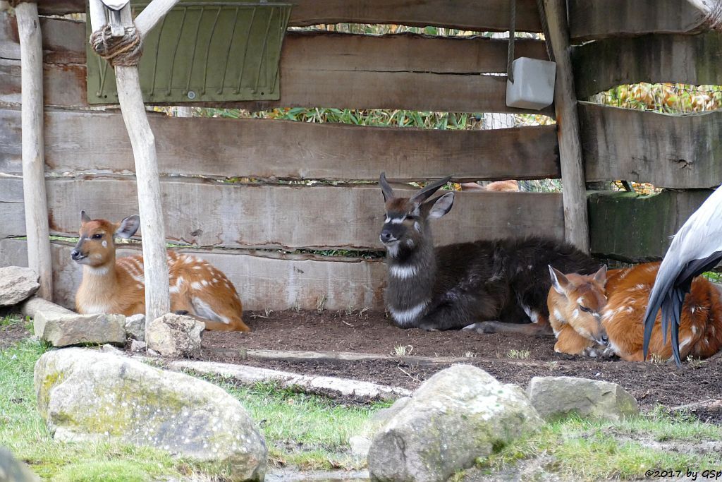 Westliche Sitatunga, Klunkerkranich