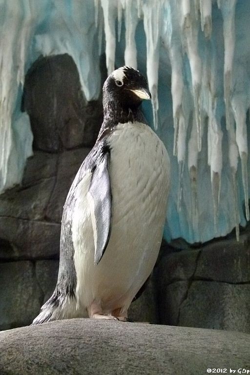 Eselspinguin