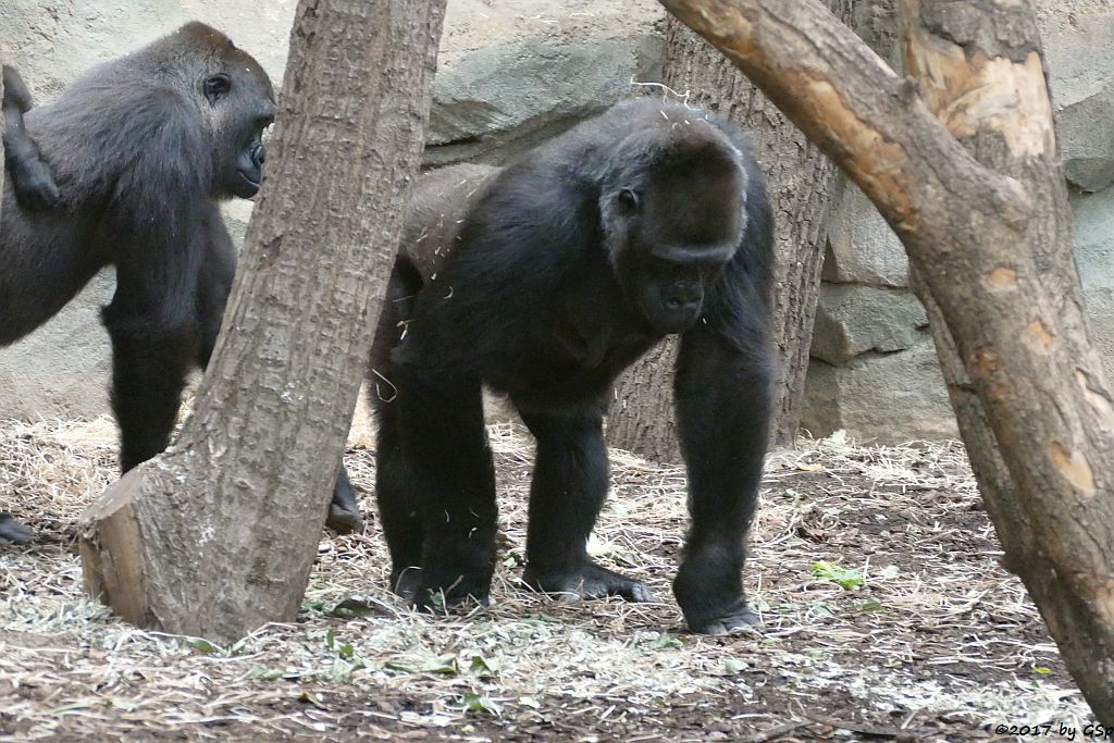 Flachlandgorilla SHIRA mit WELA, REBECCA