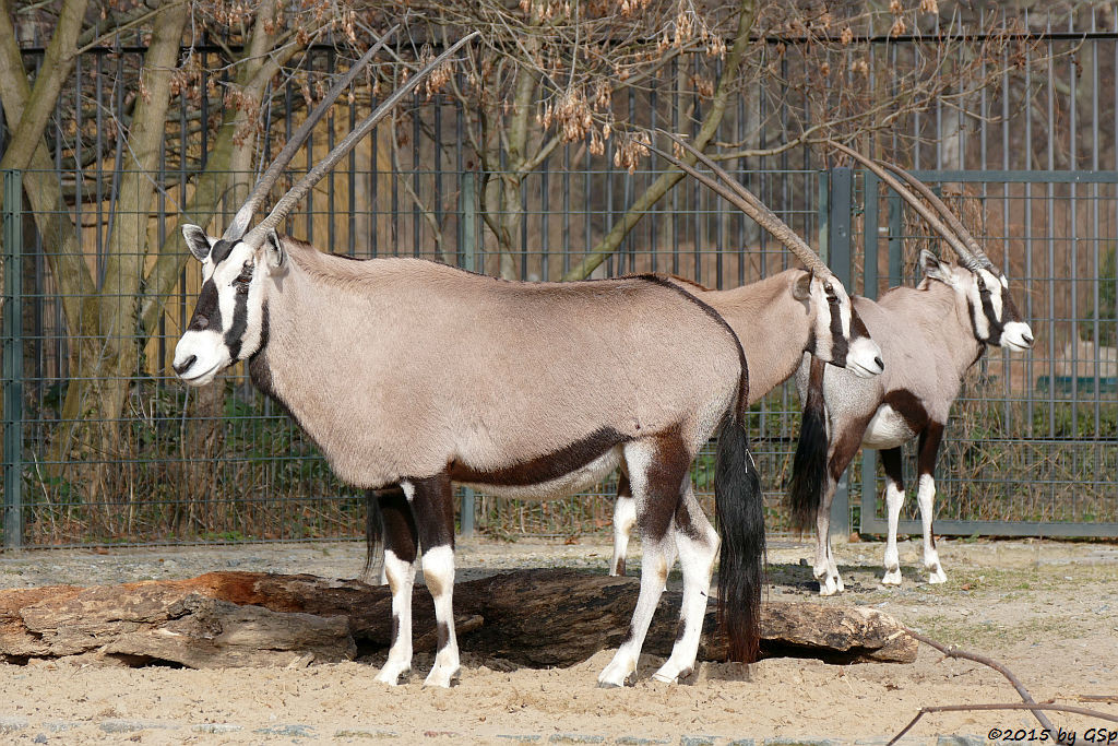 Südafrikanische Oryxantilope