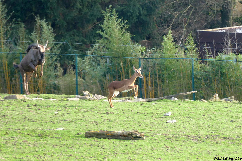 Streifengnu, Impala (Schwarzfersenantilope)