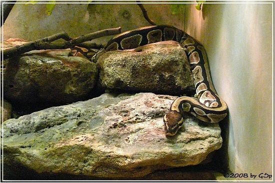 Königs-Python