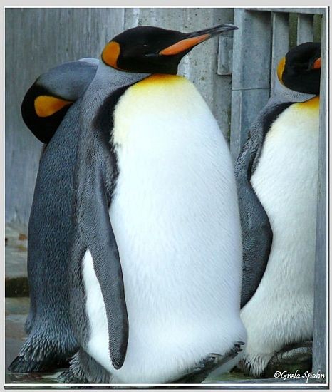 Königspinguin