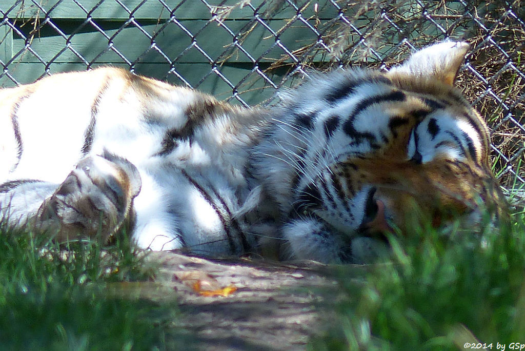Sibirischer Tiger LAILEK