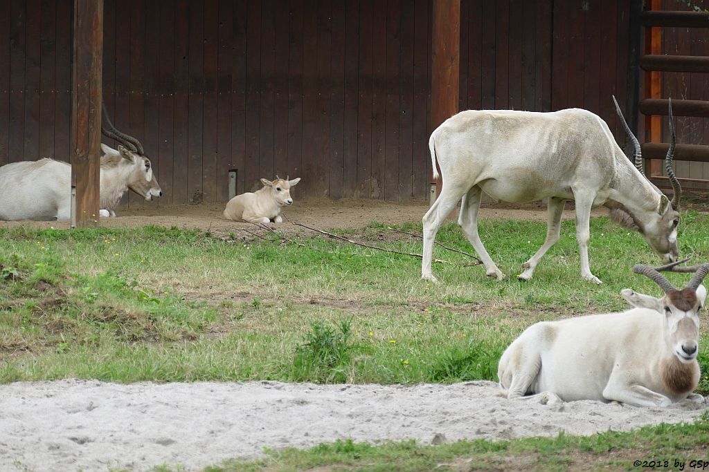 Mendesantilope (Addax), Jungtier geb. am 19.5.18 (4 Wo)