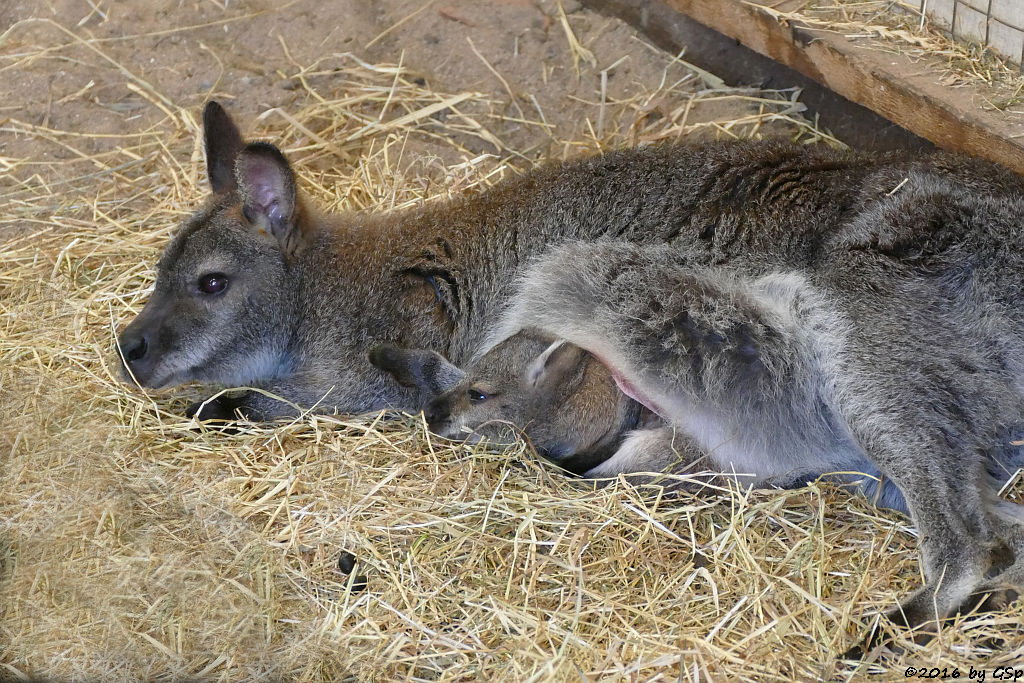 Bennettkänguru (Rotnackenwallaby)