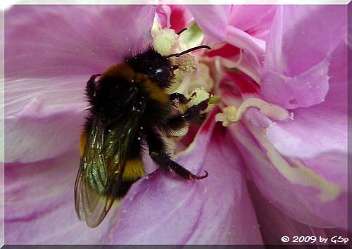 Dunke Erdhummel 