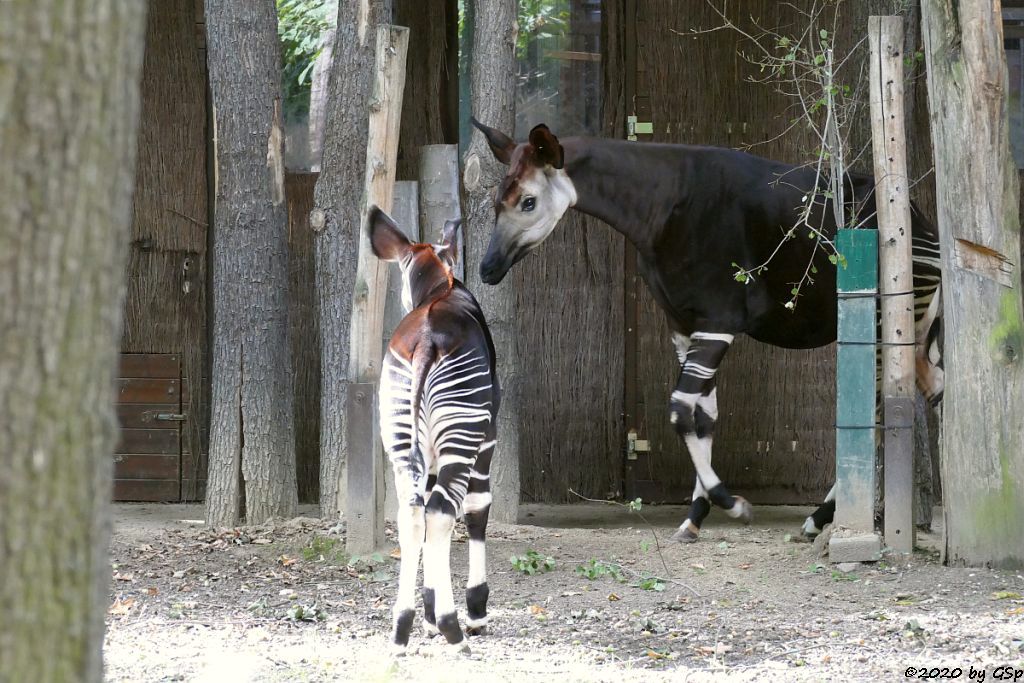 Okapi ZAWADI mit Sohn THABO, geb. 19.1.10