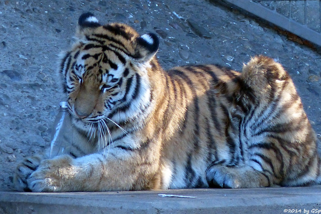 Sibirische Tigerin, geb. am 10.08.13