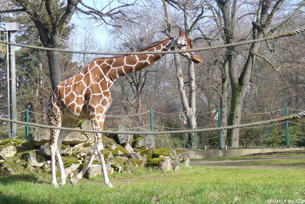 Netzgiraffe