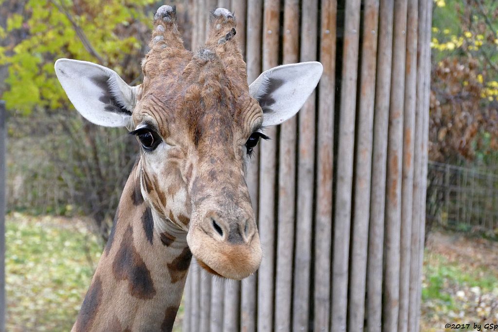Kardofan-Giraffe