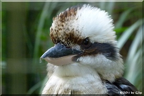 Lachender Hans (Kookaburra)