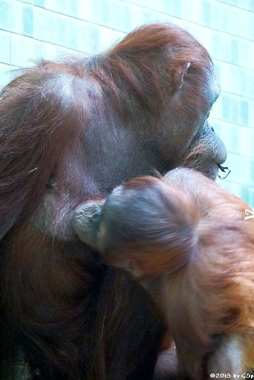 Sumatra-Orang-Utan